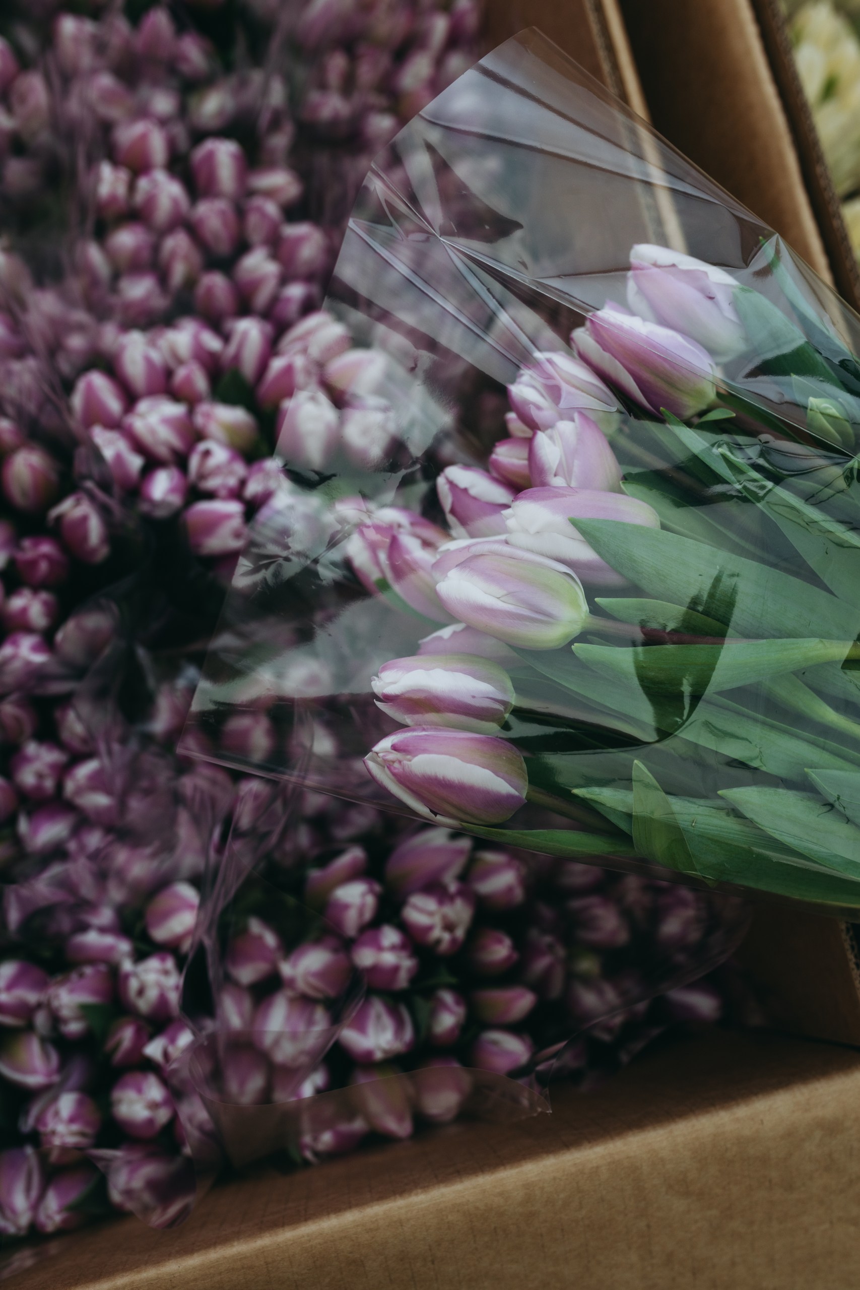 photo-tulips-web-my-tulip-ru (16)