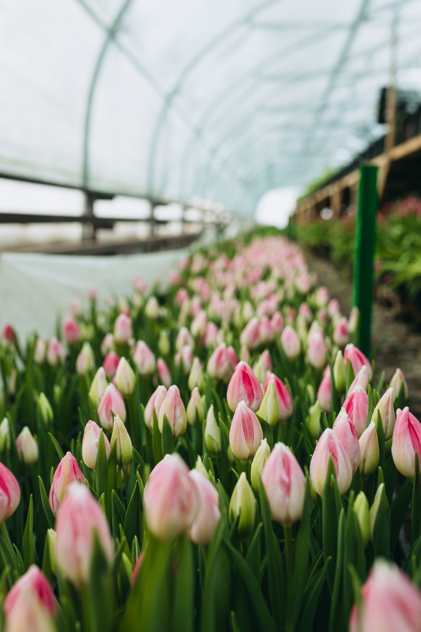 photo-tulips-web-my-tulip-ru (20)