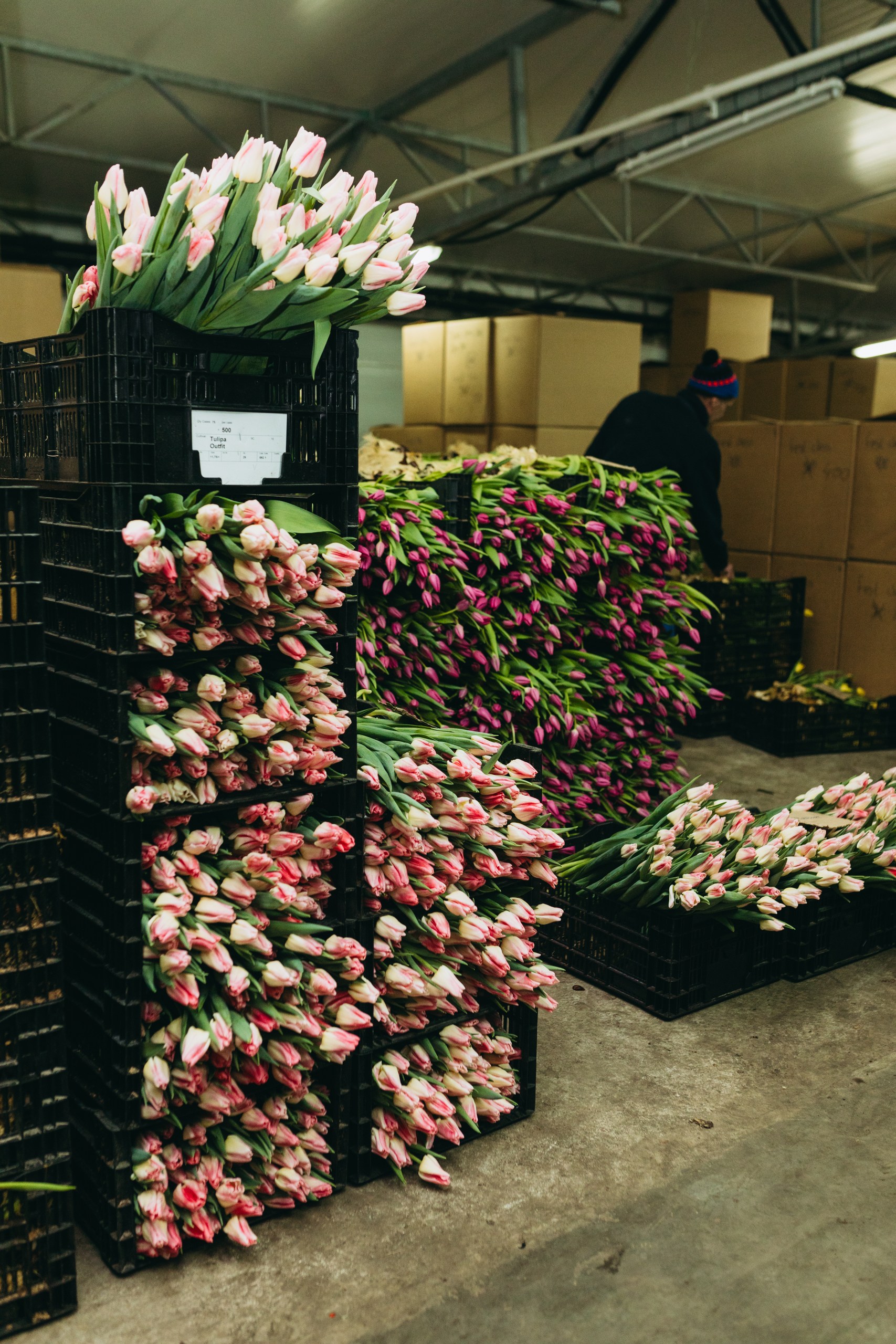 photo-tulips-web-my-tulip-ru (27)
