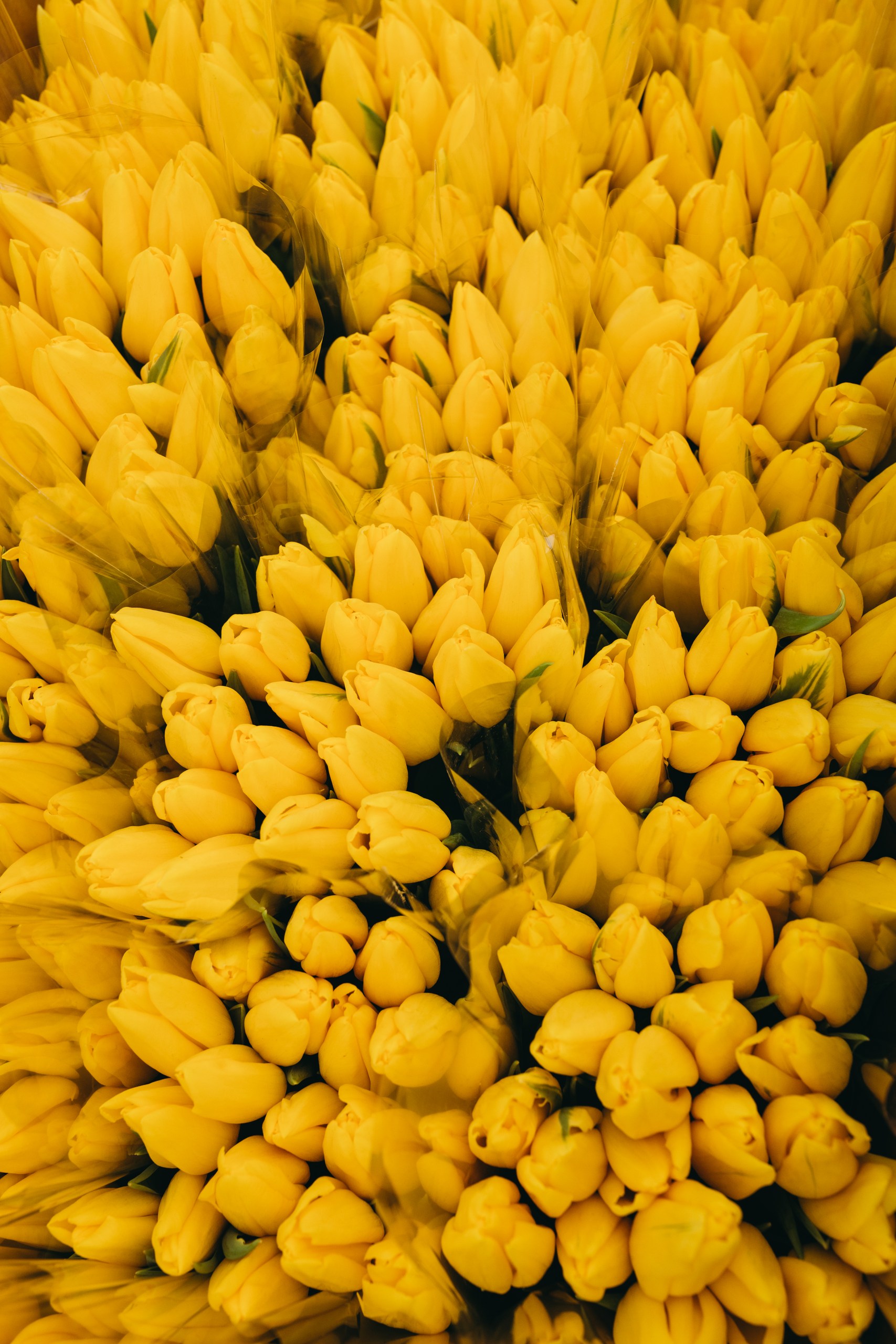 photo-tulips-web-my-tulip-ru (41)