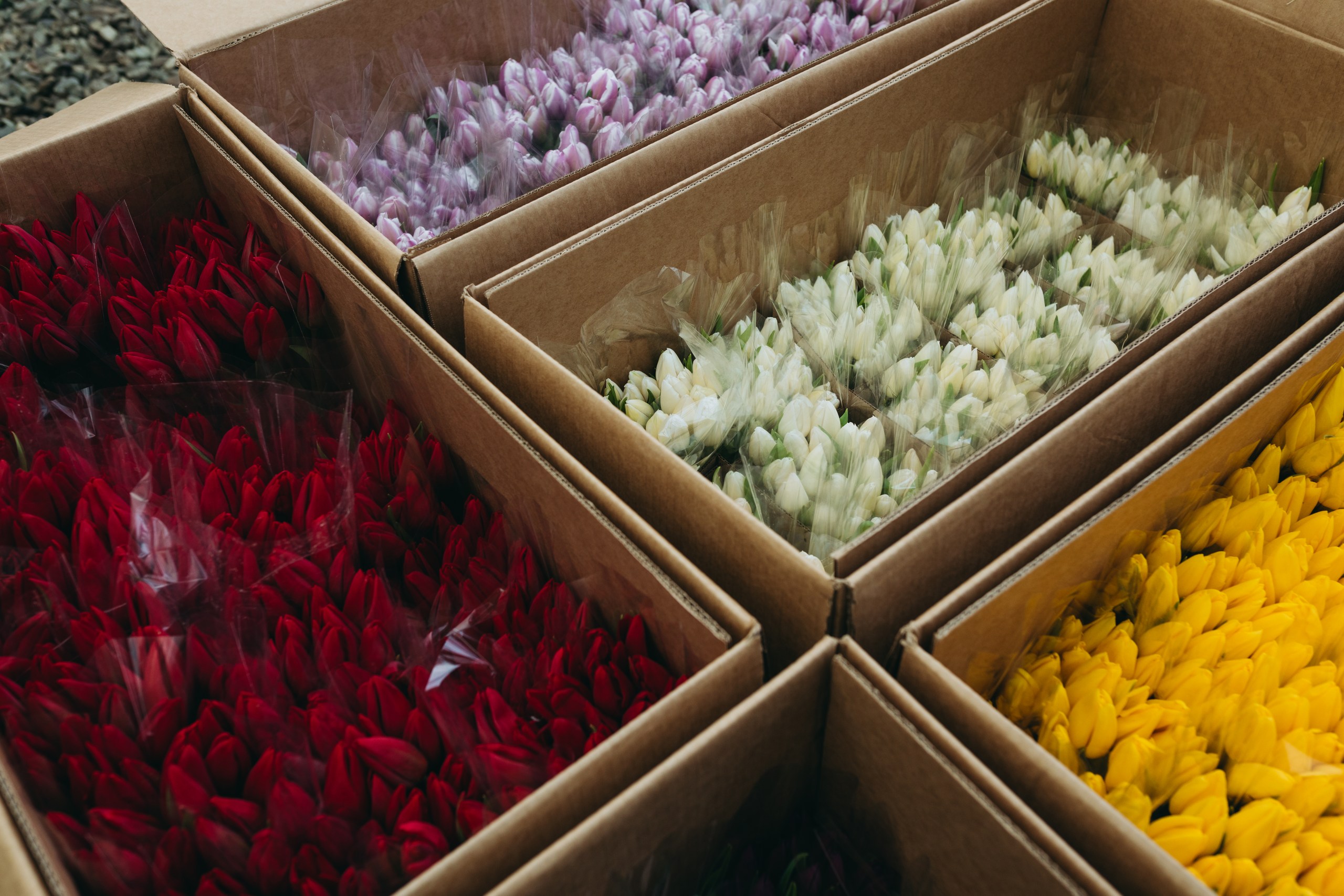 photo-tulips-web-my-tulip-ru (9)